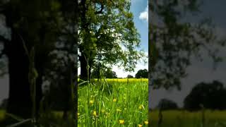 Nature view #shortvideo #nature #viral