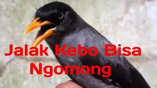 Burung Jalak Kebo Bisa Ngomong #burungjalakngomong @NengChilaChilatoz