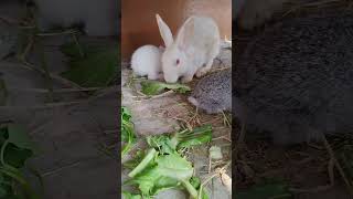 The cute big rabbit eat grass and three cute rabbit 🐇 eat milk 🥛🥛#rabbit #song