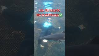 ayo renang kawan #shorts #nature #dive #underwater #shark #trending