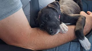 Buttercup had her first mini beach trip this afternoon.