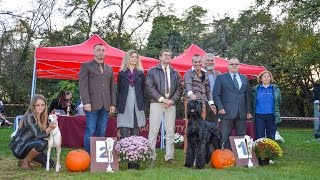 MKSZ CAC-DERBY SHOW BIS győztesek kiválasztása