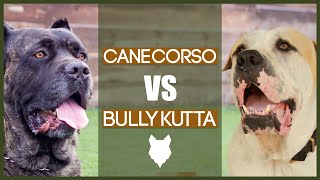 CANE CORSO VS BULLY KUTTA