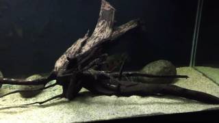 WC Hemichromis Fasciatus pair with wigglers - Havoc & Widow 10242016