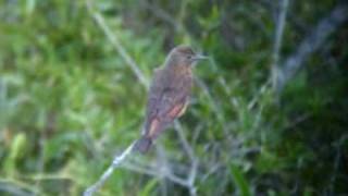 Cliff Flycatcher. Hirundinea ferruginea. URUGUAY