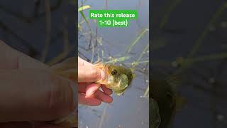 hot summer catch #fishing #catchandrelease #creekfishing #largemouth #shorts #home #trending #cool