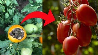 7 Tomato grow Mistakes  to avoid |Tomato growing Mistakes