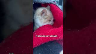 Забрали кошку с котятами из Сафари-парка на Кудыкиной горе.