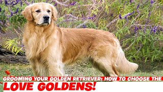 Grooming Your Golden Retriever: How to Choose the Right Tools