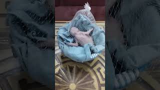 macaw six days old chick | macaw chick