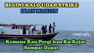 RAME STRIKE IKAN MARLIN DI SPOT KARANG JANA