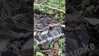 Angry Timber Rattlesnake