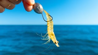 Dropping Live Baits At A Reef 3 Miles Offshore