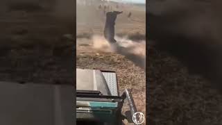 Bull Summersaults After Taking Off Door of a Truck… #animals #nature #wildlife