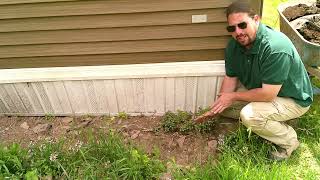 Planting Asparagus Roots Correctly