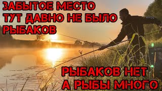 ЗАБЫТОЕ ДИКОЕ МЕСТО РЫБАКОВ давно НЕ БЫЛО ТУТ а РЫБЫ МНОГО