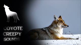 Scary Coyote Howls at Night #coyote #howling