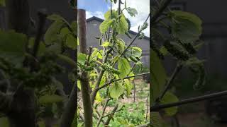 Abundant Mulberry Crop in 30 Gallon Grow Bag (Pakistan Mulberry)