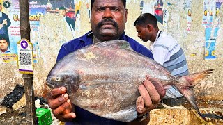 KASIMEDU SPEED SELVAM BLACK POMFRET FISH CUTTING VIDEO CUTTING FOCUS