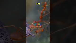 A is for Ant #animals #education #learning #shorts #fyp #viral #kids #youtube #abcd #youtubeshorts