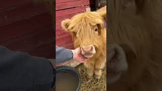 Just feeding Abby the highland heifer some treats ..