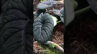 Alocasia melo badak #alocasiamelobadak #alocasiamelo #alocasiarhinoskin #alocasia