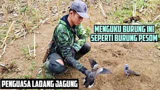 Menguku BL Ini Seperti Burung Pesom, Target Penguasa Ladang Jagung..