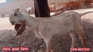 Makhi cheeni goat kid | joyia goat farm bahawalpur | pure makhi cheeni goats fatm @joyiaGoatFarm