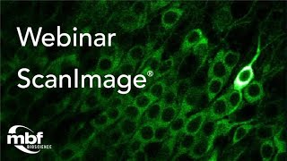 Webinar: Accelerating Neuroscience Research with ScanImage with Dr. Bruce Kimmel