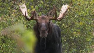 Face-to-Face with Big Bull Moose in New Brunswick | Canada in the Rough