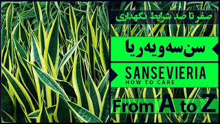 [ Как ] Уход за { змеиными растениями } 🌱 Советы по уходу за комнатными растениями