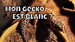 Gecko LEOPARD : Mon Gecko Est Tout Blanc ?