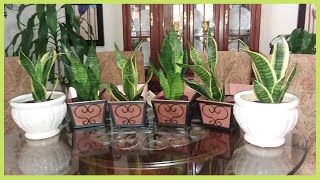 Snake  Plant Care in a Windowless Room and Update | Water Requirement and Light Requirement