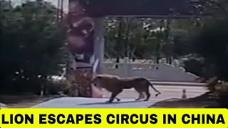 2 LION ESCAPES CAGE | People flee terrified