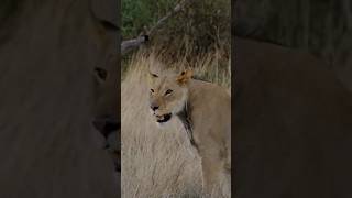 Lions! Kgalagadi transfrontier park near melkvlei on a rainy afternoon