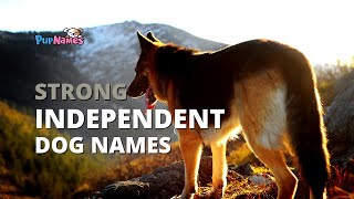 60+ Strong INDEPENDENT DOG NAMES! (with meanings) | PupNames.com