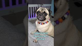 Pergs: Kinda like a dog, but maybe half 😂 #dog #pug #cute #funny #fyp #shorts