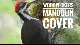 Woodpecker | Mandolin Cover | English Nursery Rhymes #woodpecker #nature #birds #viral #live #bird