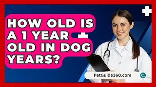 How Old Is A 1 Year Old In Dog Years? - PetGuide360.com