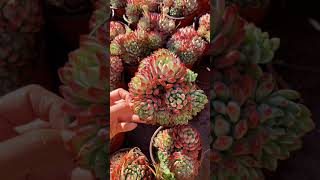 Beautiful Succulent Diy idea#524