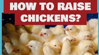 HOW TO RAISE CHICKENS? CHICKS MANAGEMENT SECRET