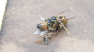 Creatures and Critters in the Apiary