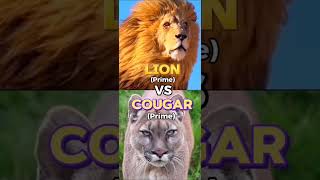 Lion VS Other Big Cats