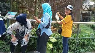 Field Trip ke Ragunan TK Merpati, ada Monyet Boti yang agresif banget!!!