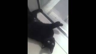 CAT home video/I really want to catch that fly mom/black cat/funny cat video/cat lover/playing cat