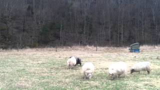 Icelandic Sheep Mating