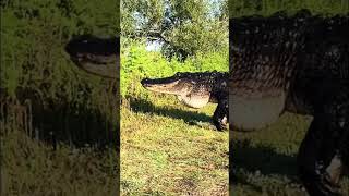 Crocodile Adventure: Journey Through the Jungle🐊 #shorts #Crocodile #WildlifeAdventure #JungleLife