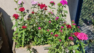 DIANTHUS BARBATUS, GOŹDZIK KAMIENNY, BRODATY