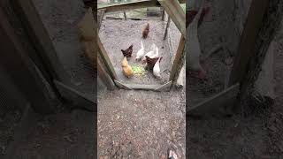 Chickens will eat anything? Pt 2. 🐔 🐥 🍗 🐤 🐣 🐓