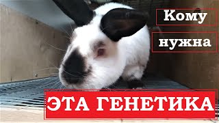 Не растут крольчата Кому нужна эта генетика